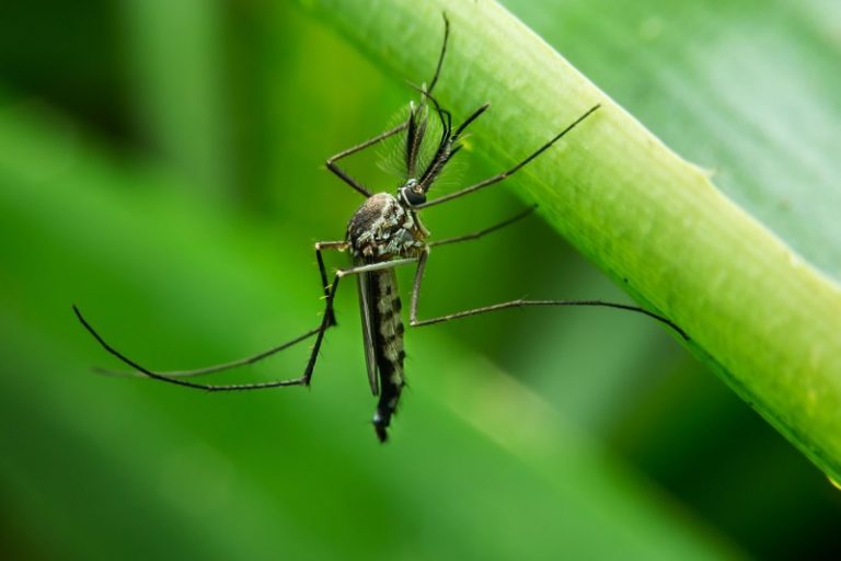 7 Tanaman yang Tidak Disukai Nyamuk